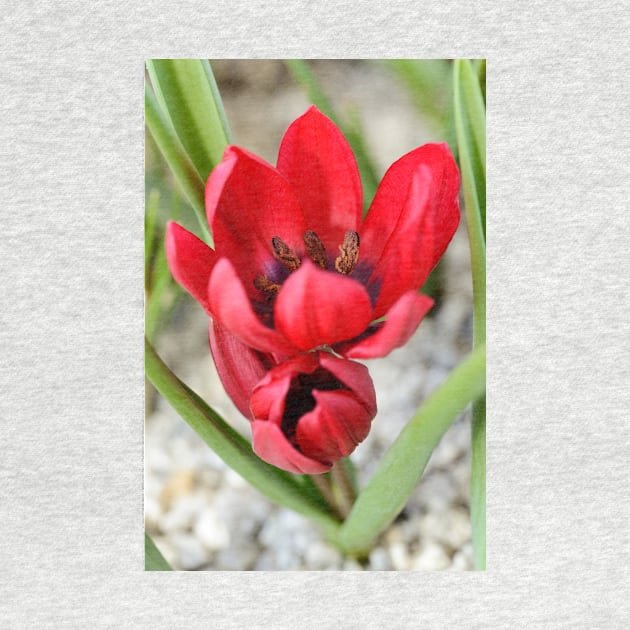 Tulipa  &#39;Lilliput&#39;  Tulip by chrisburrows